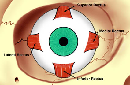 Orbital implant types for anophthalmos reconstruction