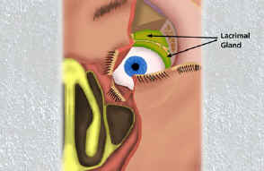 Lacrimal system anatomy overview