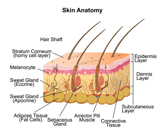 Skin anatomy โ layers targeted by laser resurfacing